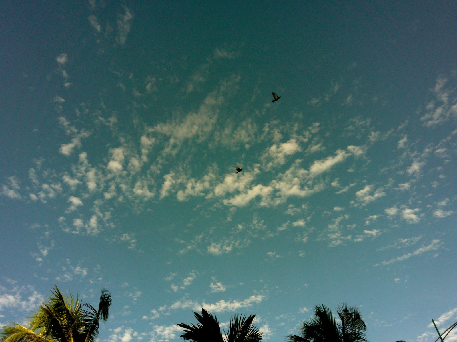Pássaros voando em céu nublado com coqueiros, feita por Camila Paixão com o filtro ALT COLOR 800 da ALT 2