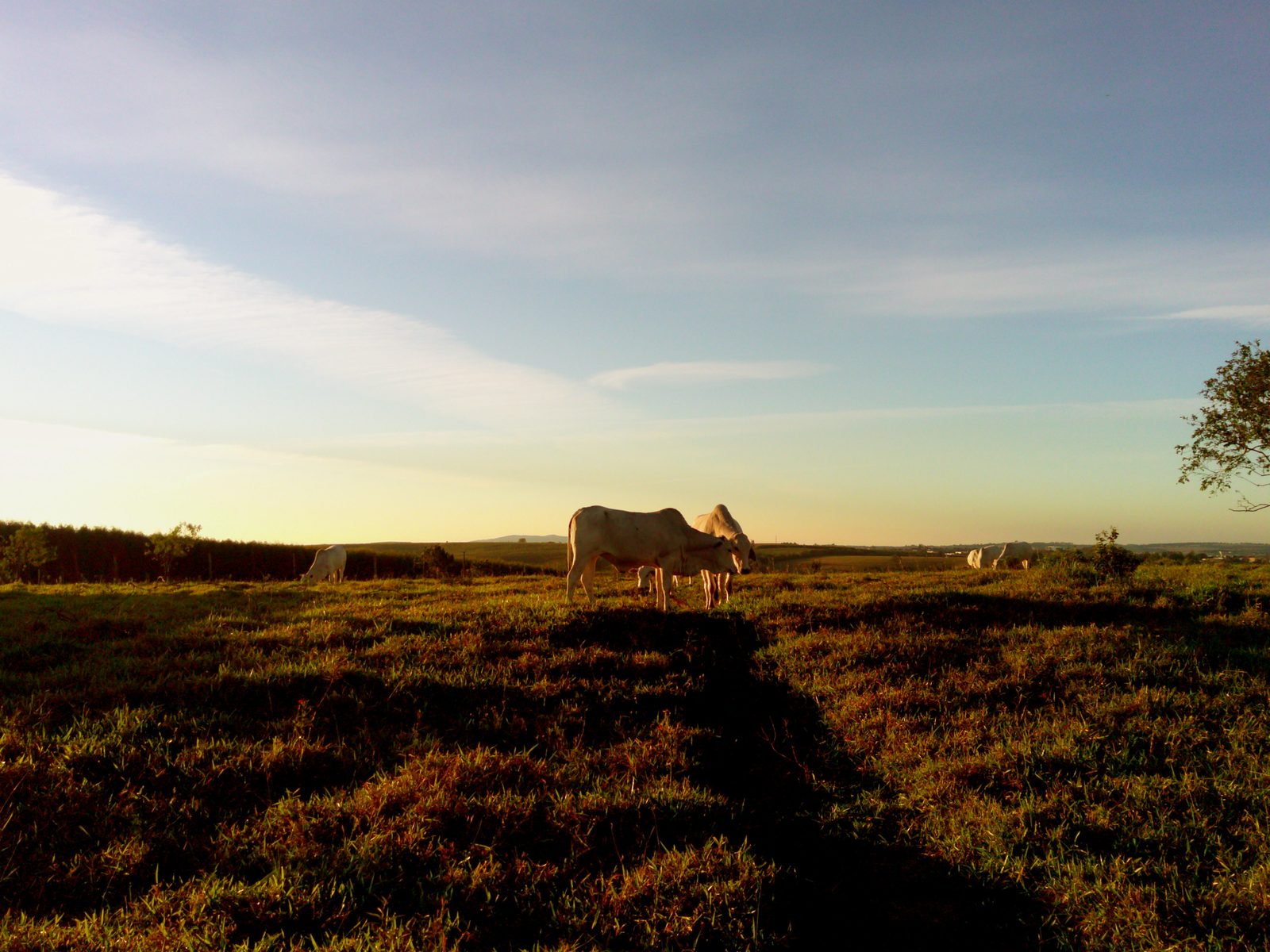 Gado pastando em campo ao entardecer, feita por @mydigitalcam_diary com o filtro F2 da ALT Special Edition